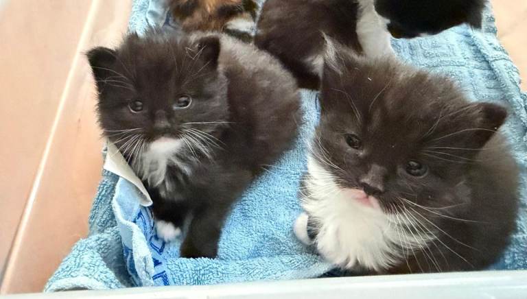 Beautiful long haired kittens one kitten reserved 3 available