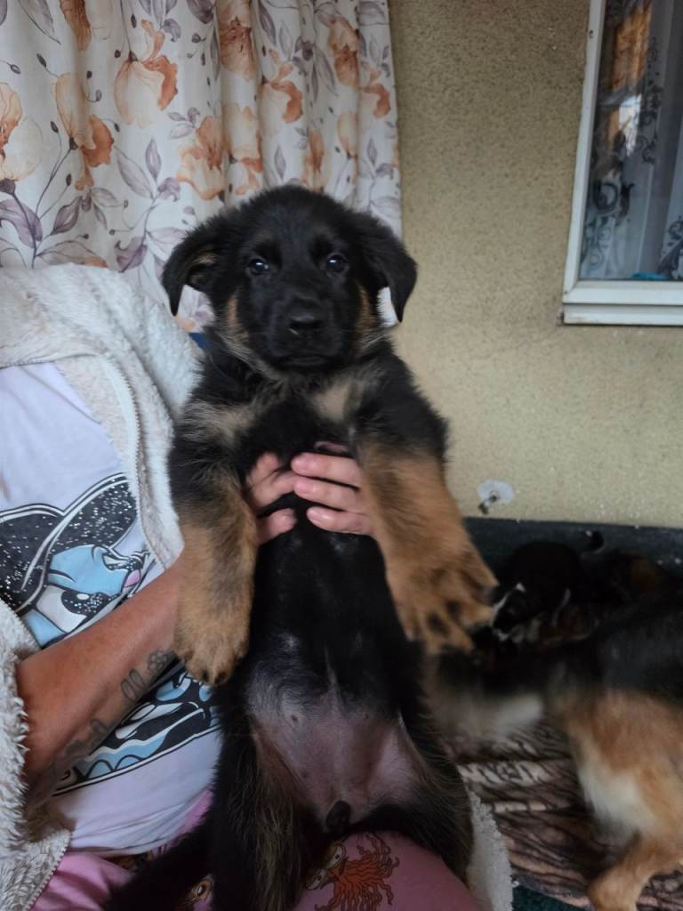 German Shepherd 