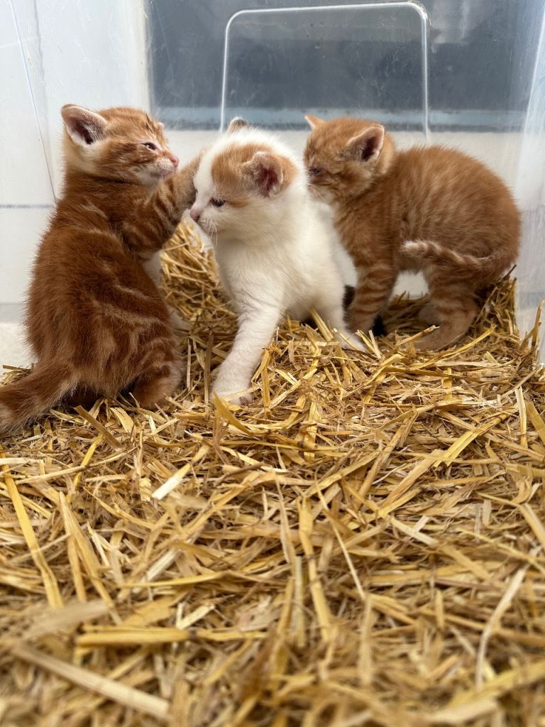 Kittens