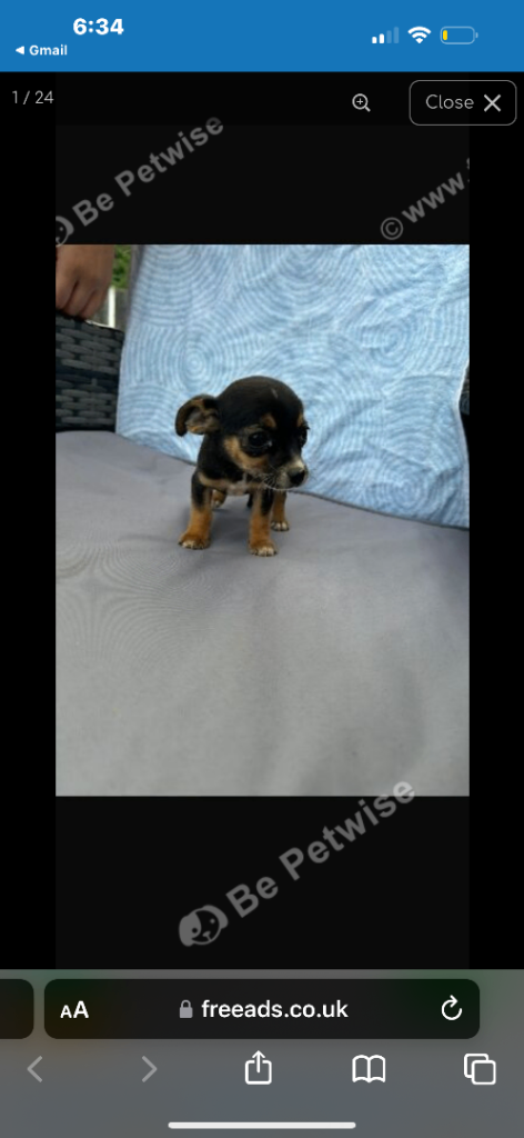 Dashhound / Jack Russell 