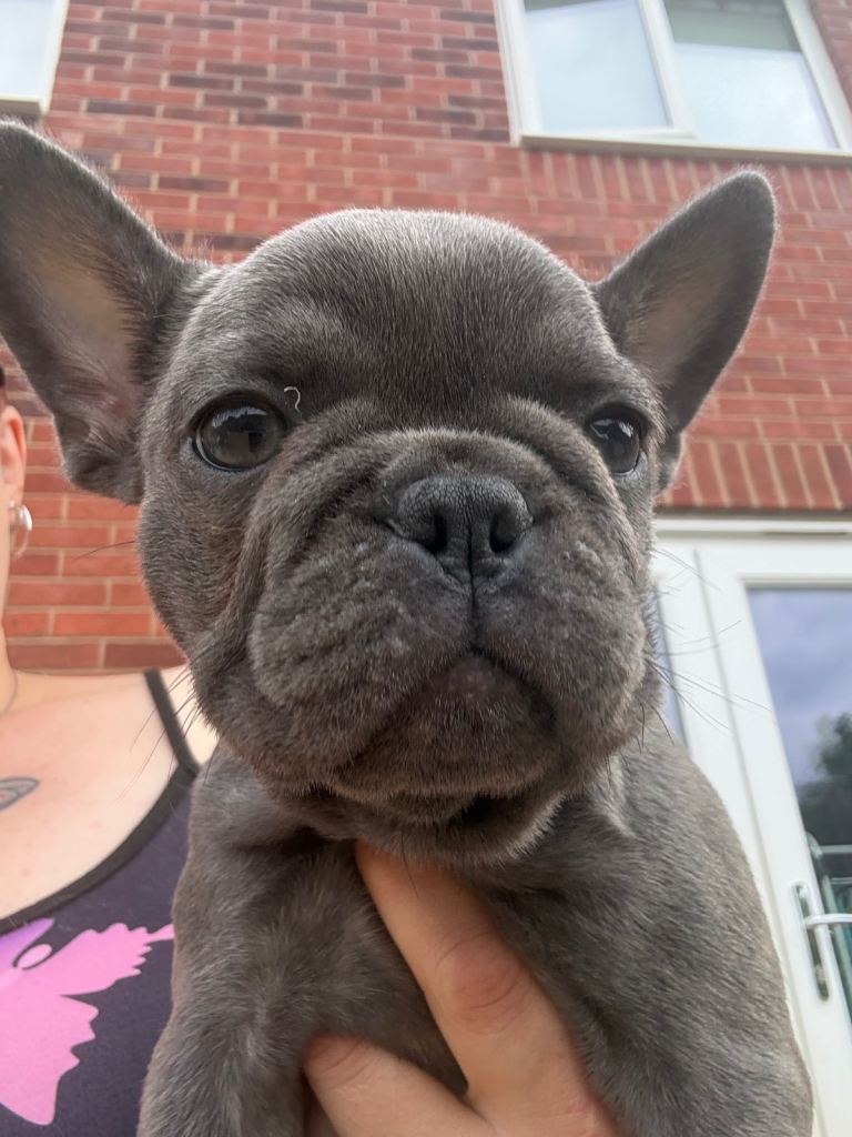 French bulldog puppies 1 girl remaining