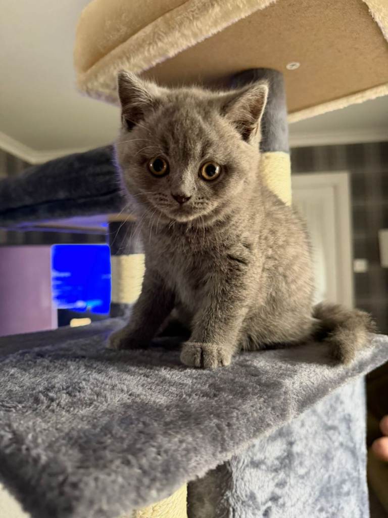 British blue short hair kittens READY NOW
