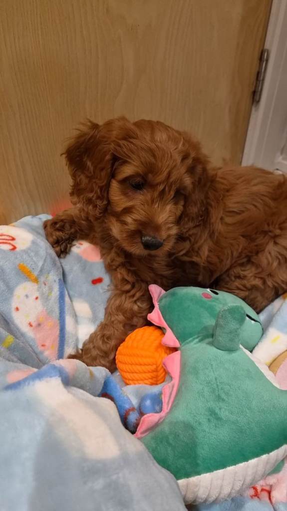 Beautiful Cavapoo puppies 