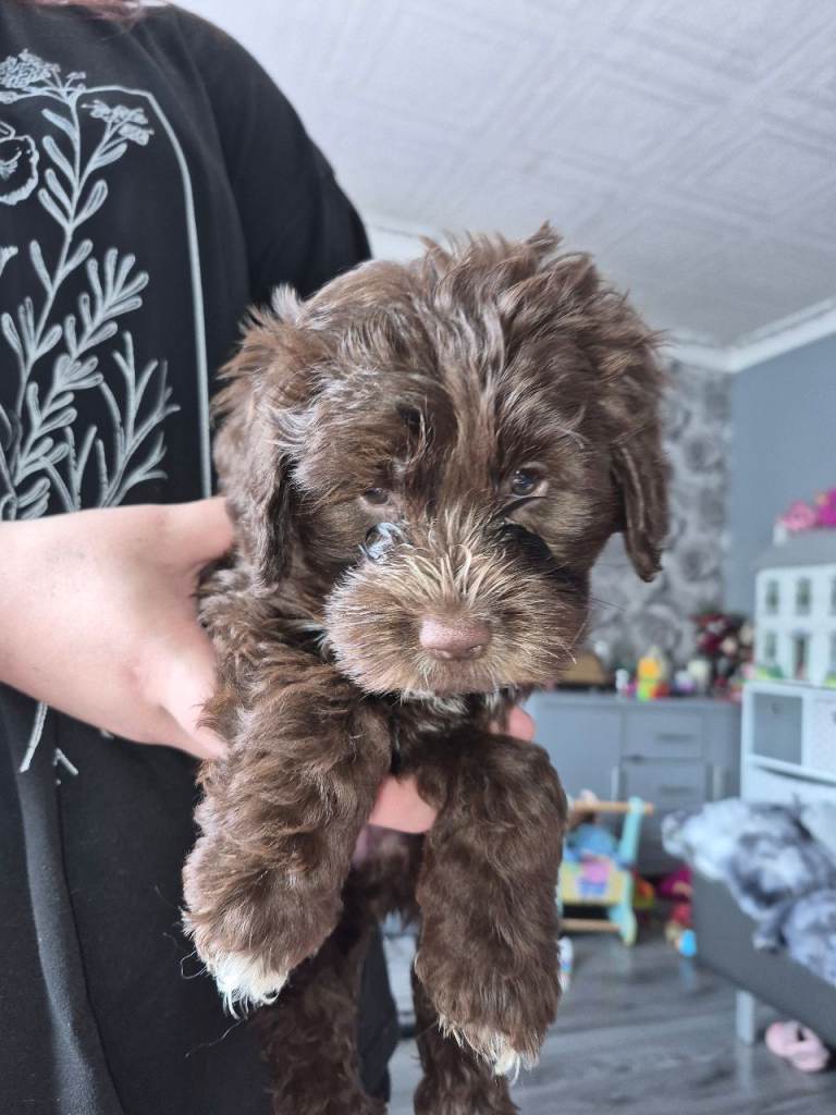 cock-a-tzu
