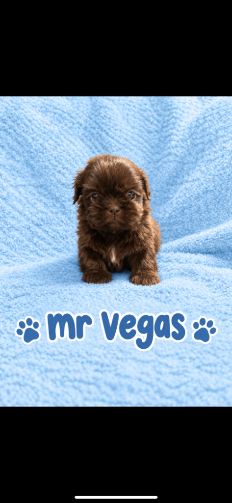 Imperial shih tzu pups 