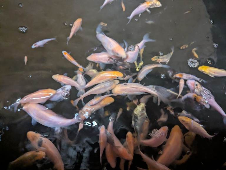 1 year old Koi
