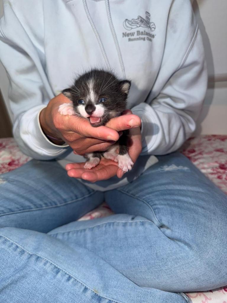 Beautiful kittens looking for forever home 