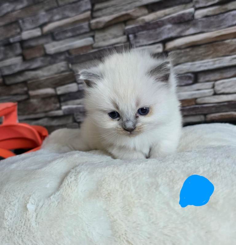 Ragdoll kittens purebred looking for good home