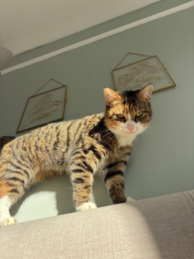 Tabby Cat Female 4 years old