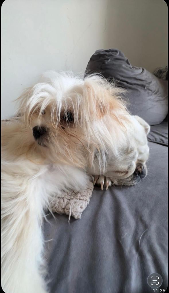 Rehoming 1yr old femalePomeranian/shih-tzu and 4yr old boy pug 