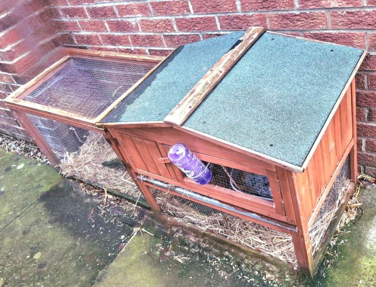 Rabbit Hutch Animal Lop Eared Run