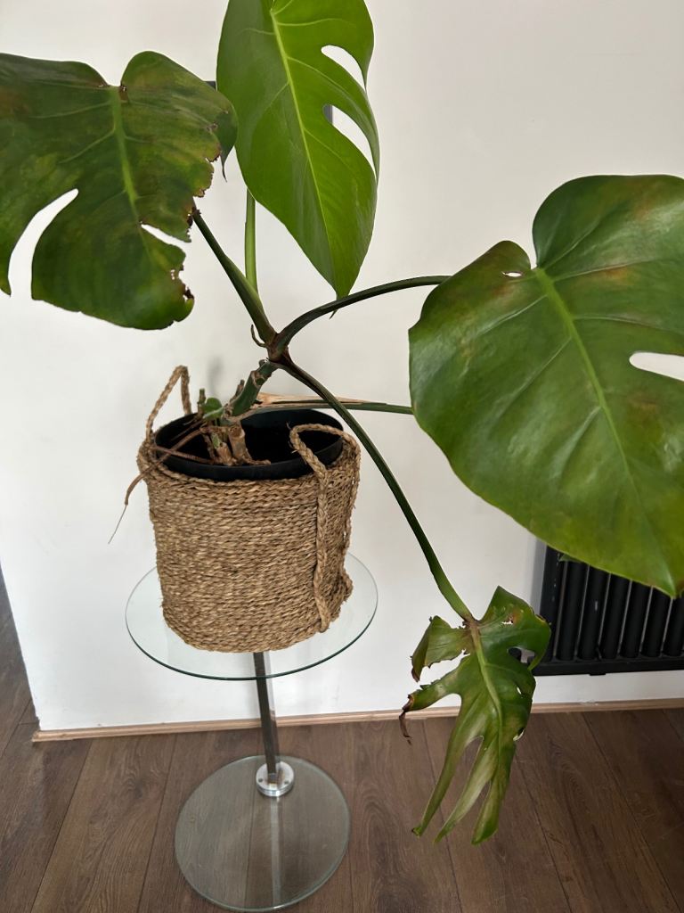 Indoor flower plant with basket 