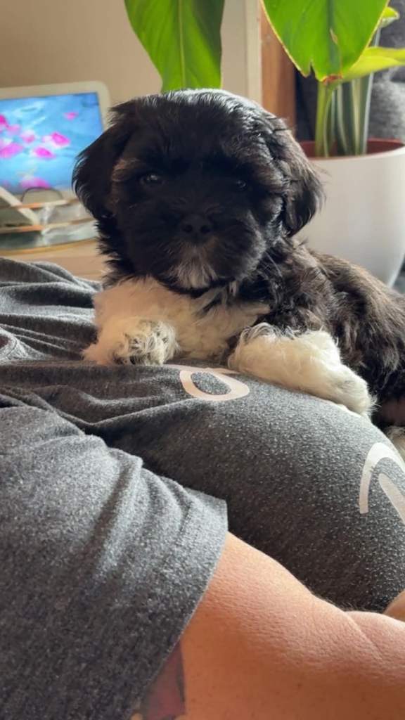 Lhasa Apso puppy