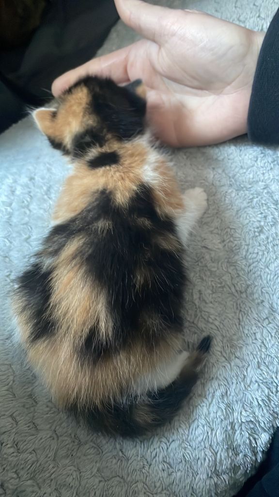 5 very beautiful kittens 