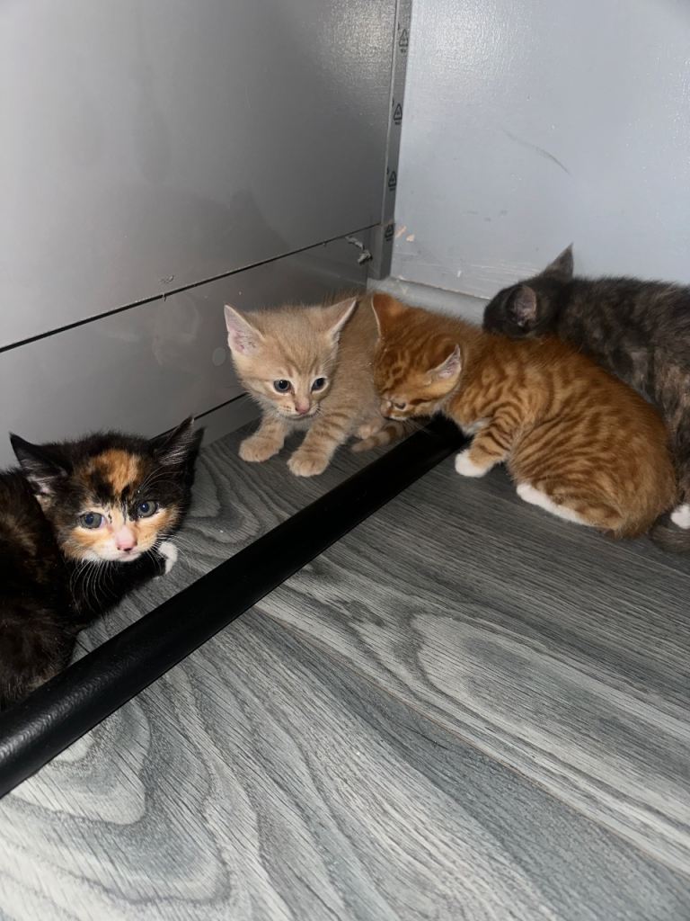 Cute kittens for sale