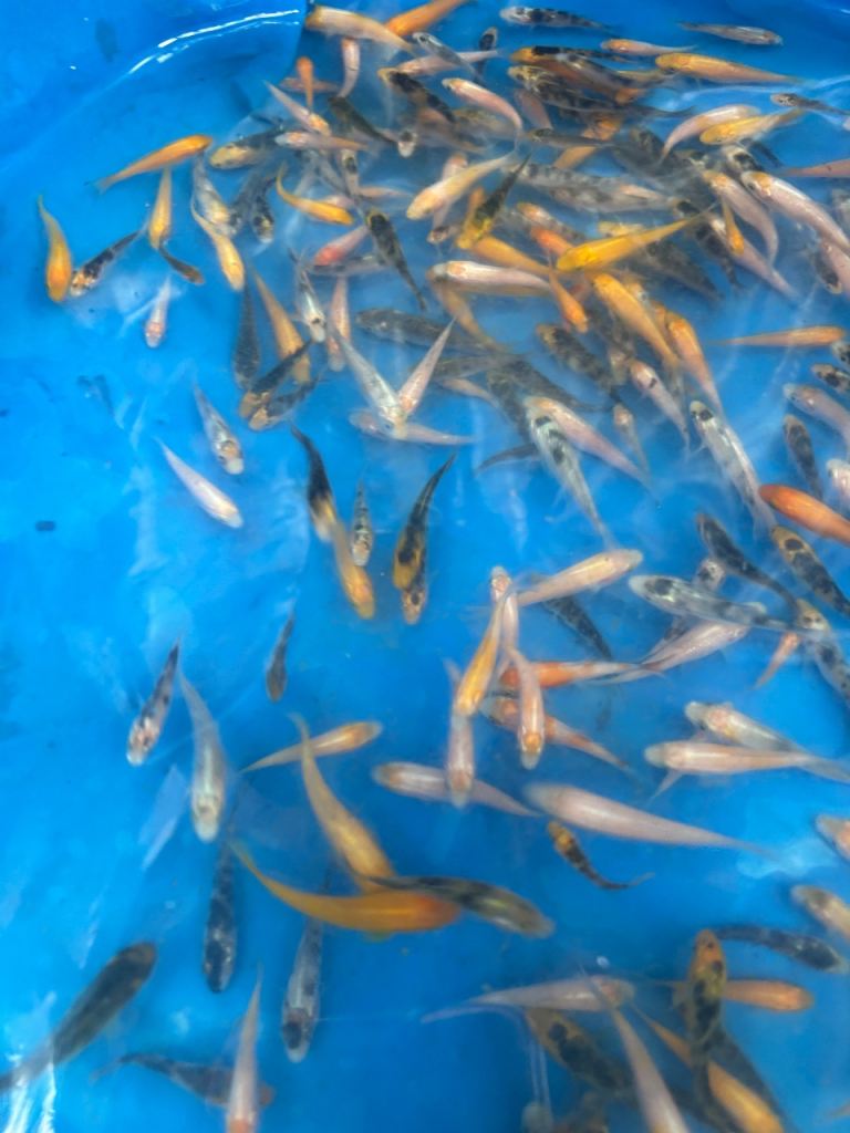 Koi carp 7inchs up to 25inches koi fry