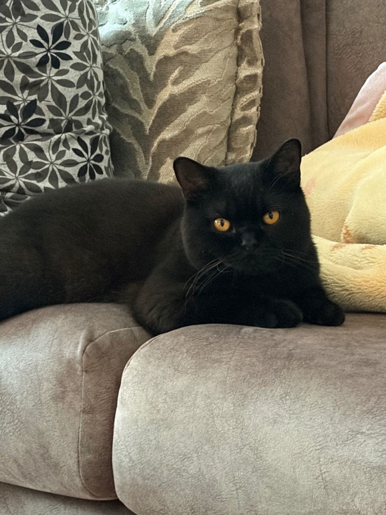 British shorthair male