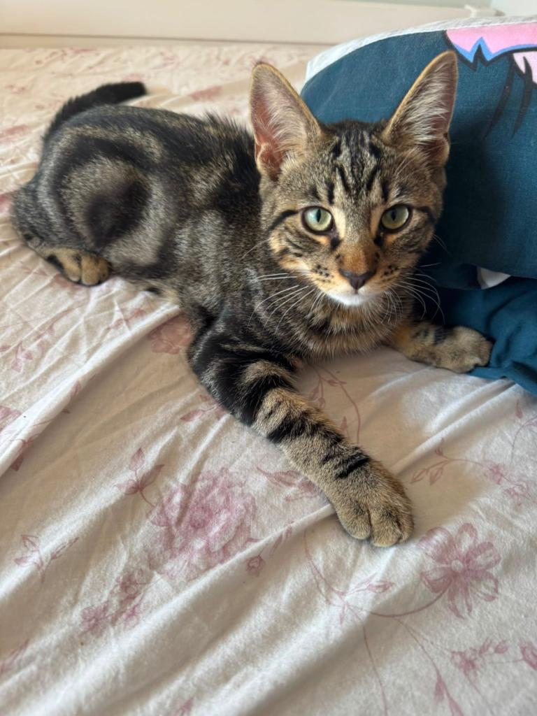 Two lovely kittens looking for new home