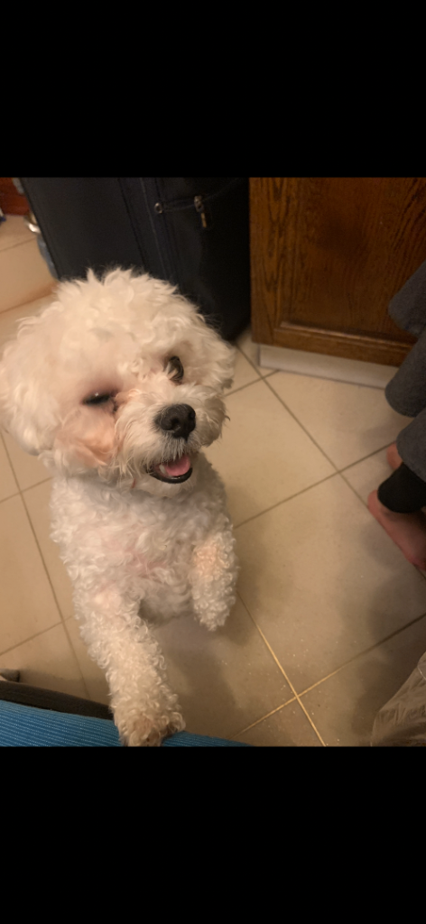 Urgent re homing Maltese 