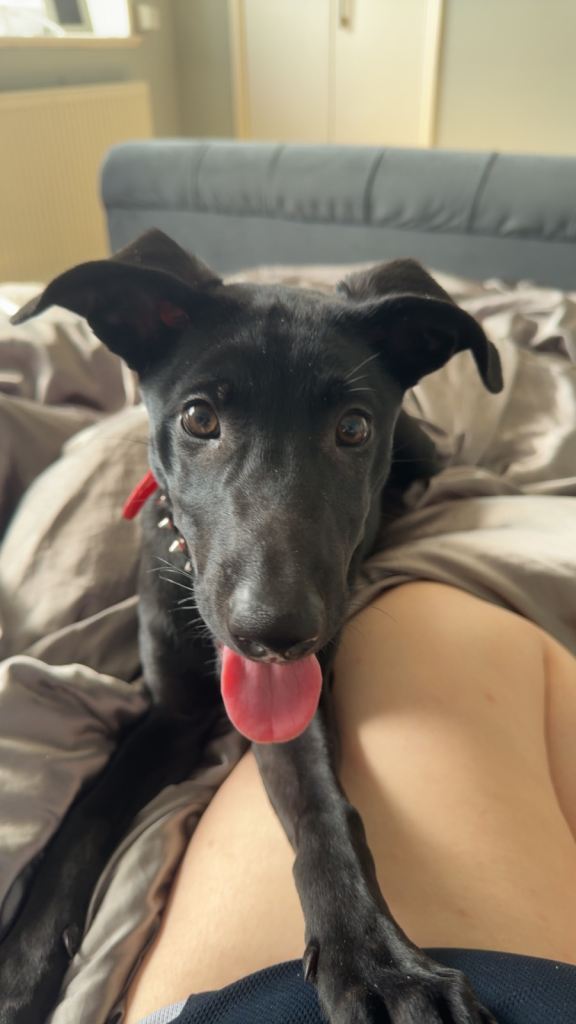 6 month old Belgian Malinois mixed staffy