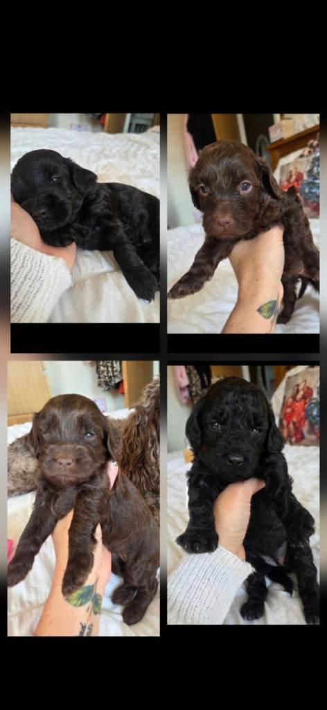 F2 cockapoo puppies