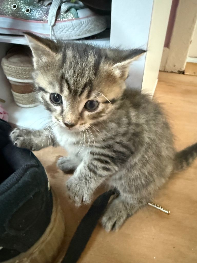 Kittens 1 tabby boy left