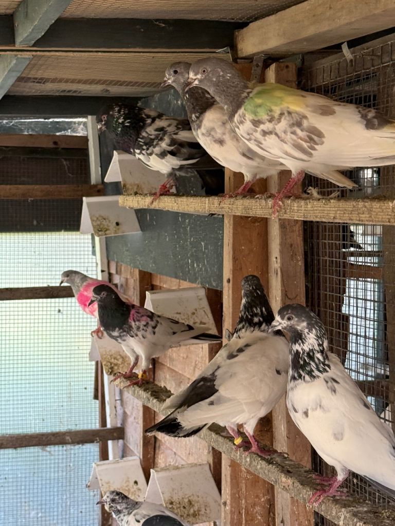 Pakistani high flying pigeon mixed breeds 