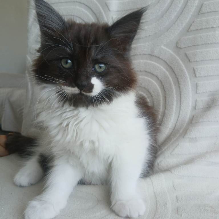 Softest, fluffiest and cuddliest kittens for sale