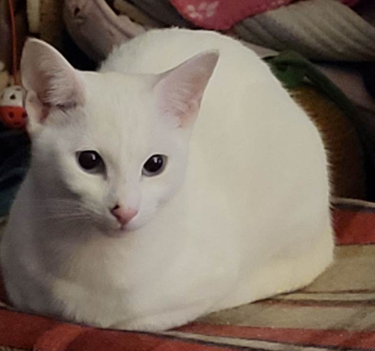 Russian white kittens Mamcoon kittens
