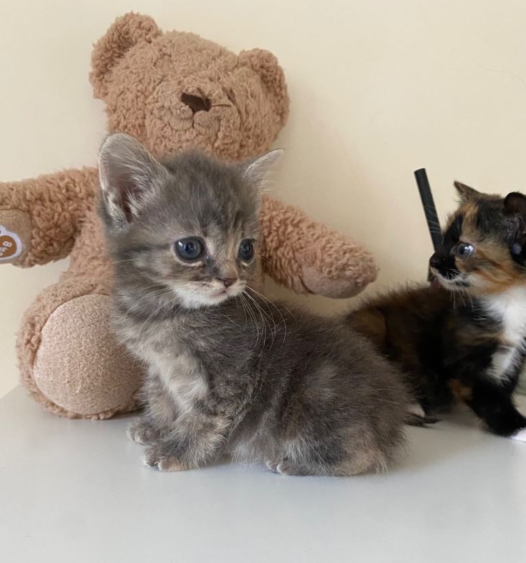 Beautiful kittens❤️