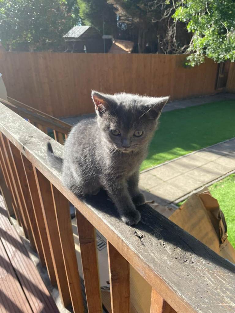 GREY FEMALE KITTEN 10 WEEKS OLD LITTER TRAINED FLEAD WORMED £250 