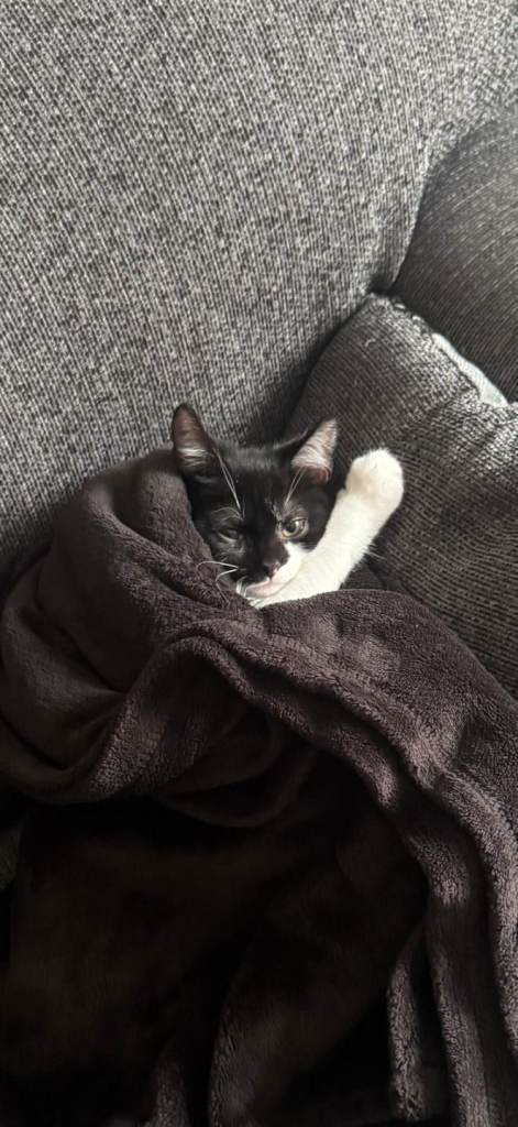 Domestic short hair