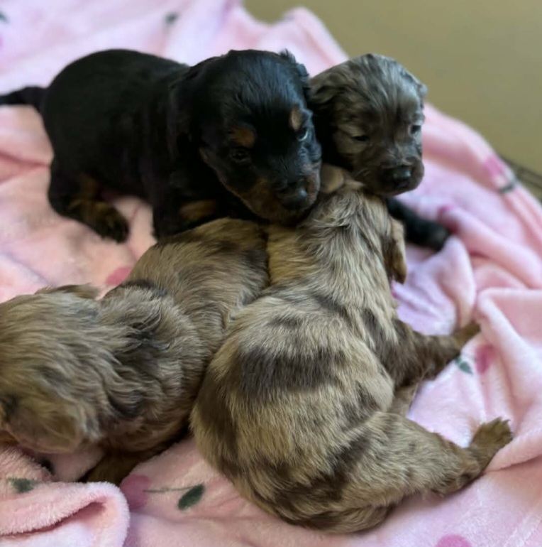 6 beautiful cockerpoos looking for there forever homes 