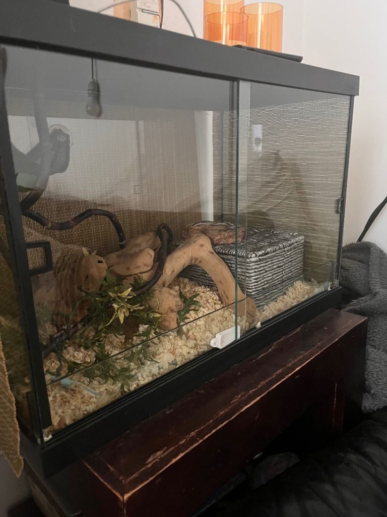 Corn snake & viv 
