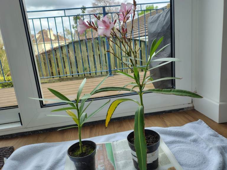 2 x Nerium Oleander plants (pink)