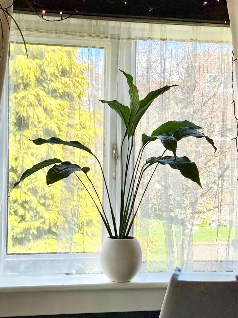 Healthy Peace Lily Plant in White Ceramic Pot