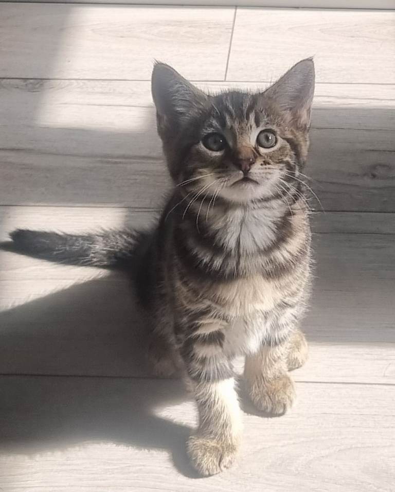 2 ADORABLE KITTENS 