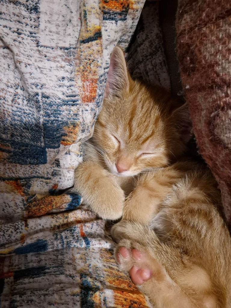 Ginger and White Kitten