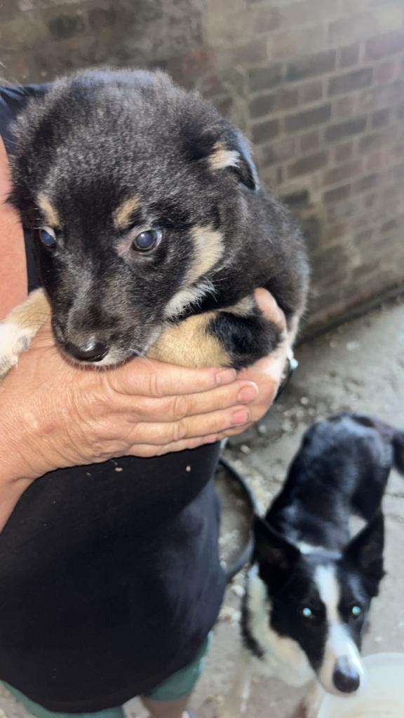 9-week border collie girl