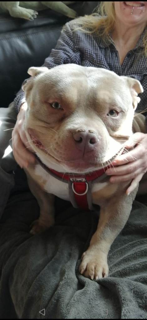 Micro bully 