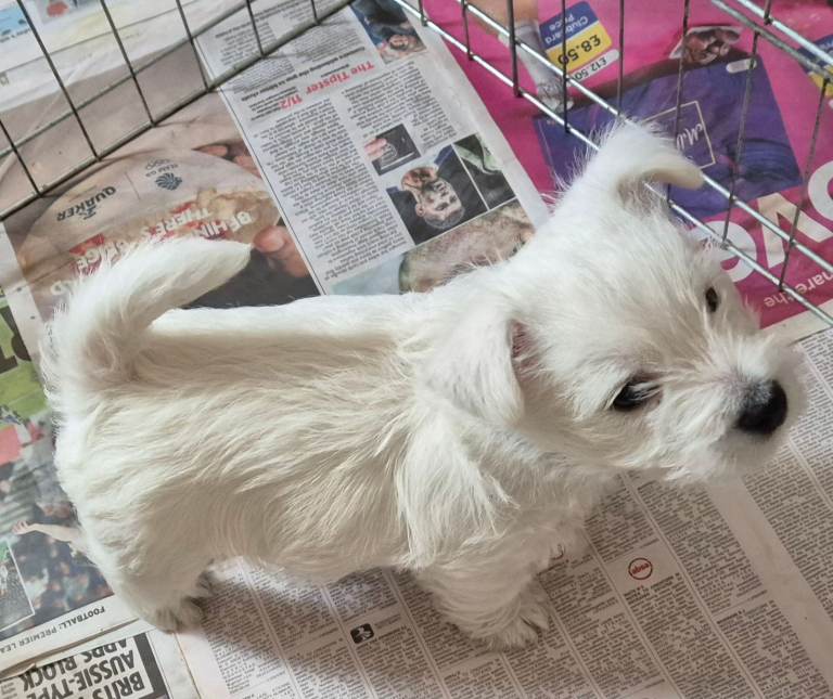 West Highland Terrier Puppy