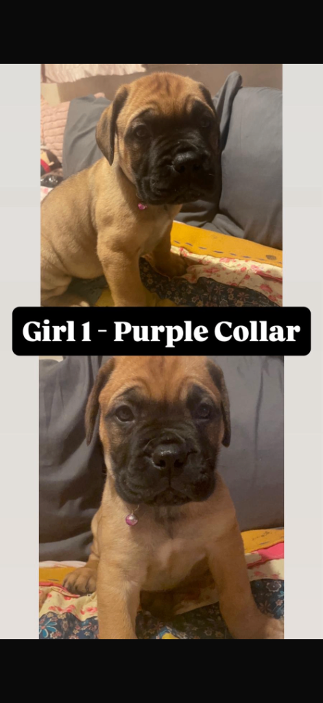 Dougue x bullmastiff puppies ready NOW