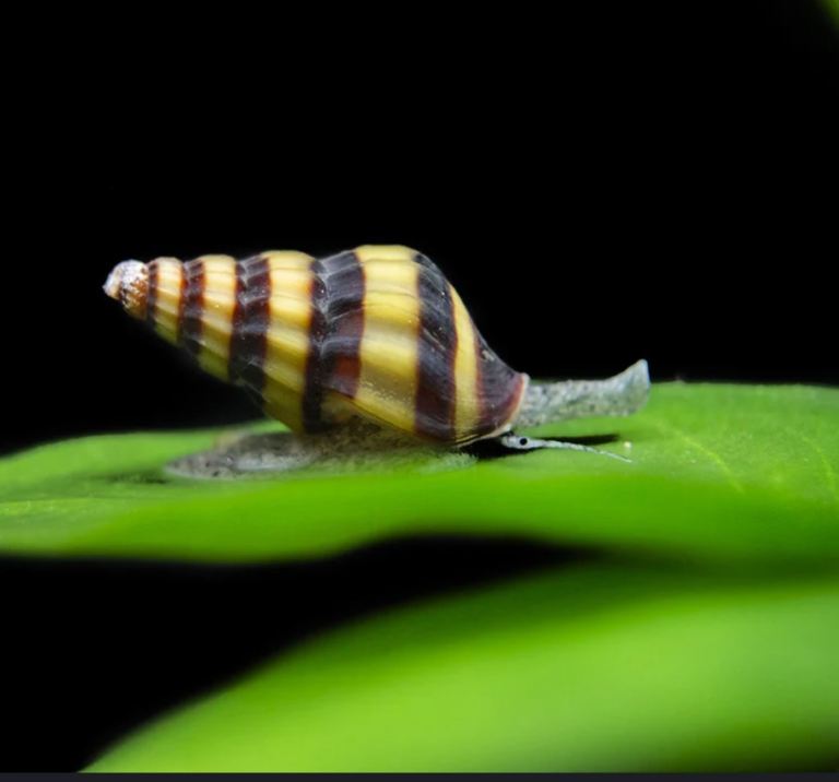 Assassin snails (Anentome helena)