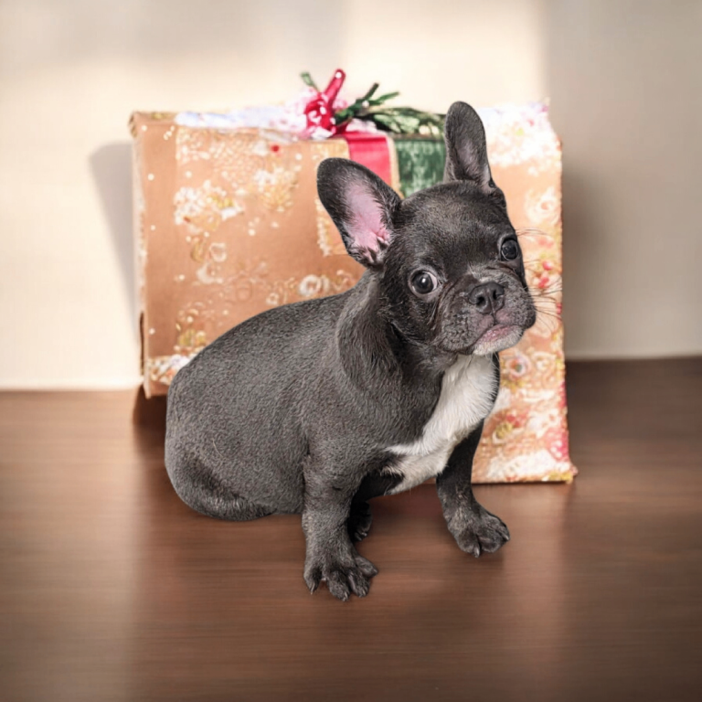 French Bulldog Puppy Last one left