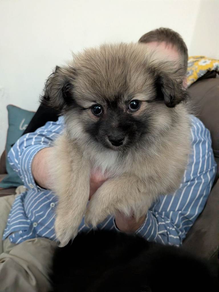 Still waiting for a home One beautiful girl (grey) Beautiful Pomeranian x Papillon. 