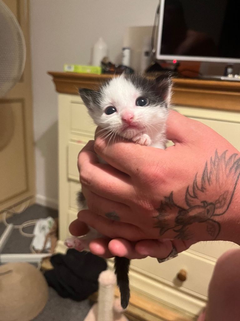 Male and female kittens