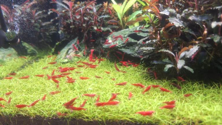 Cherry Shrimp