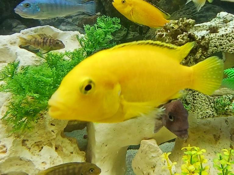 African Malawi Cichlids 