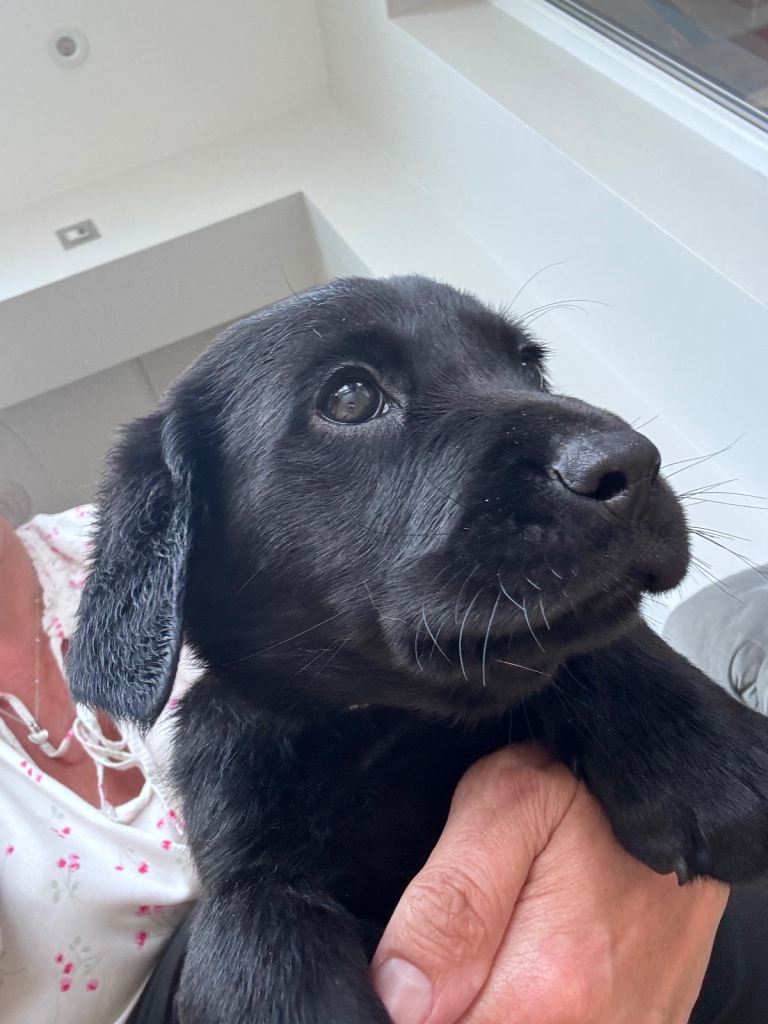 Black Labrador puppies for sale 