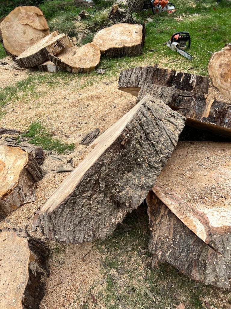 Tree surgeon and hedge and treem 